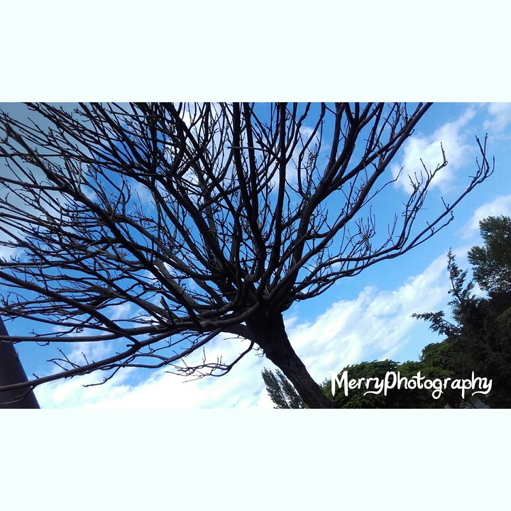 GostInTheTree