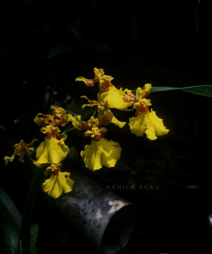 yellow orchid