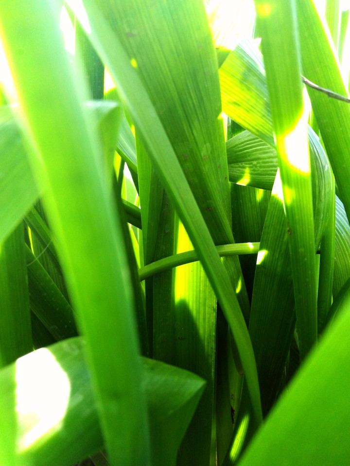plants