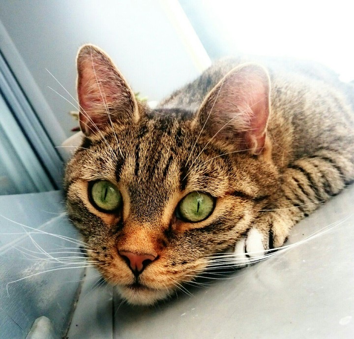my littl' Tiger