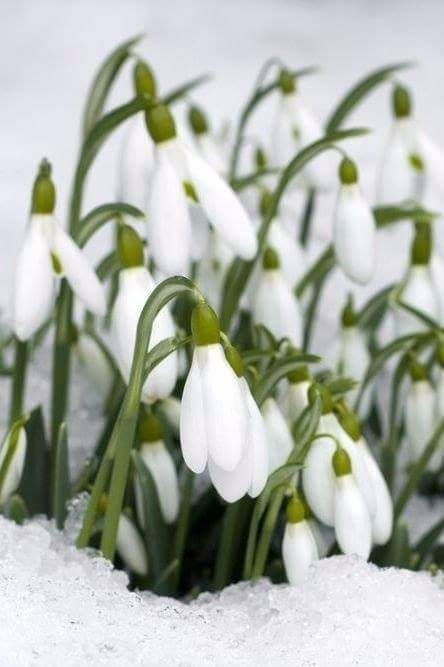 spring