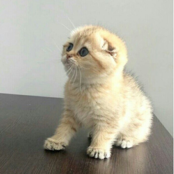 cat.