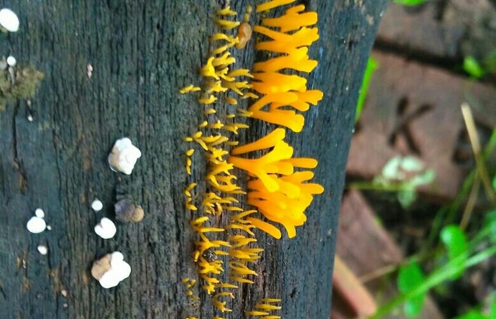 fungi