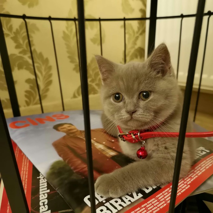 peyitooo cat