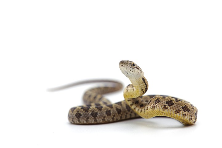snek