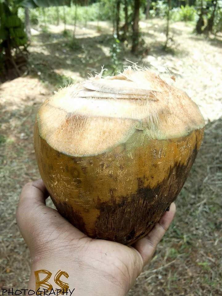coconut in kerala