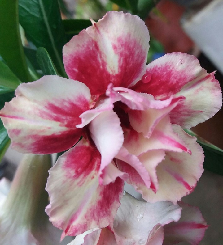 lady adenium