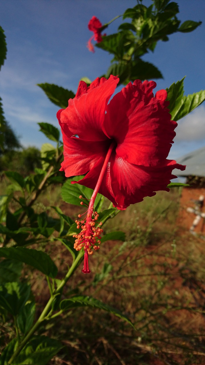 Hibiscus flower