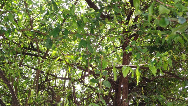tree