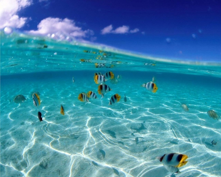 eau et poisson