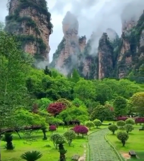 biome, vegetation壁纸