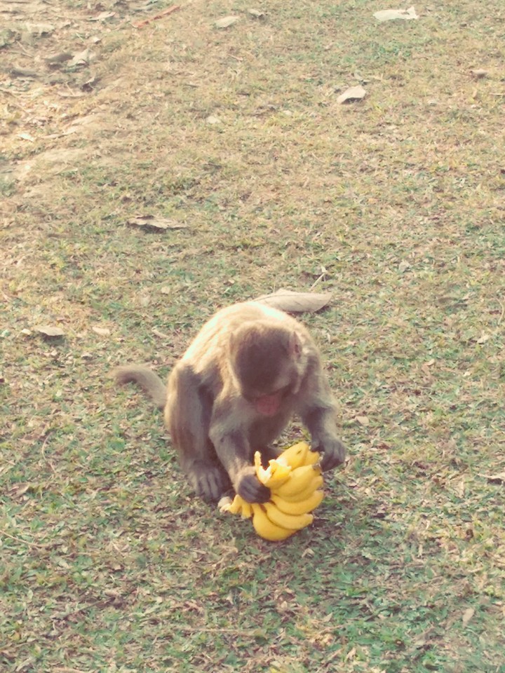monkey