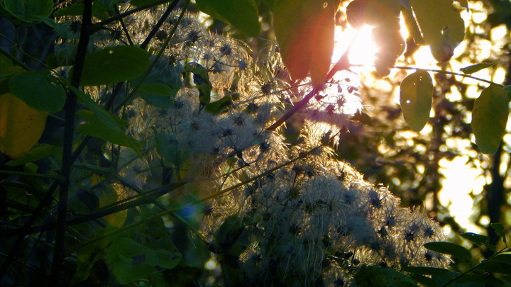 sunshine in the Fall forest