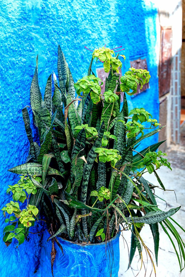 greenery lover