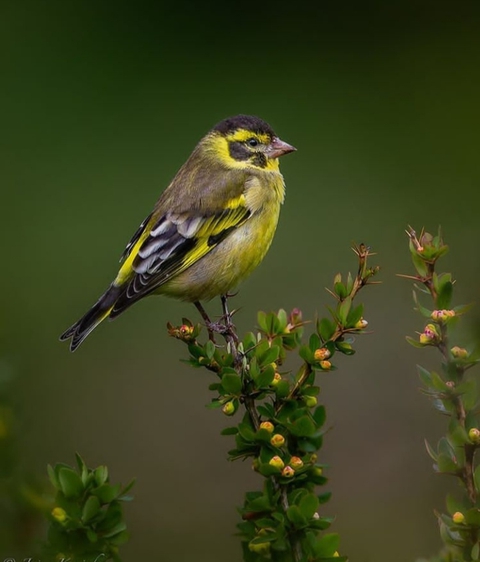 Bird