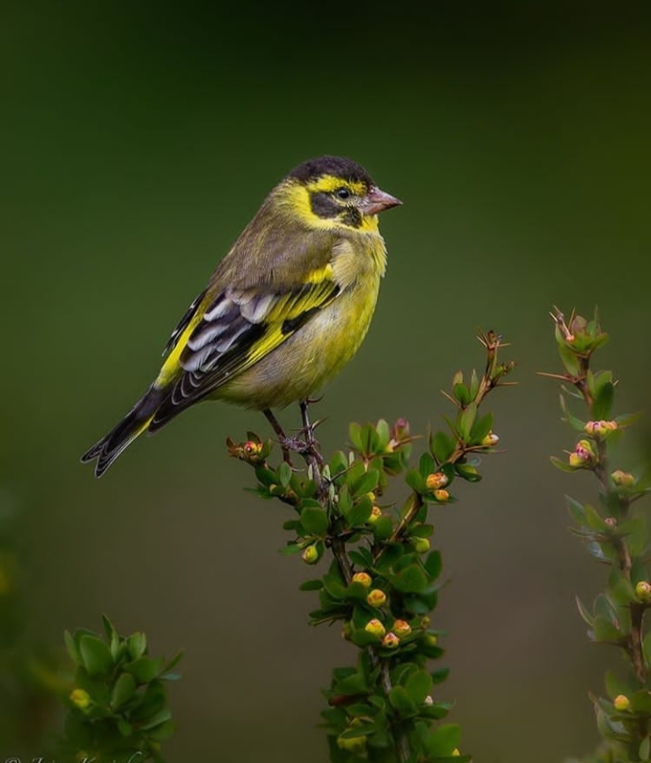 Bird