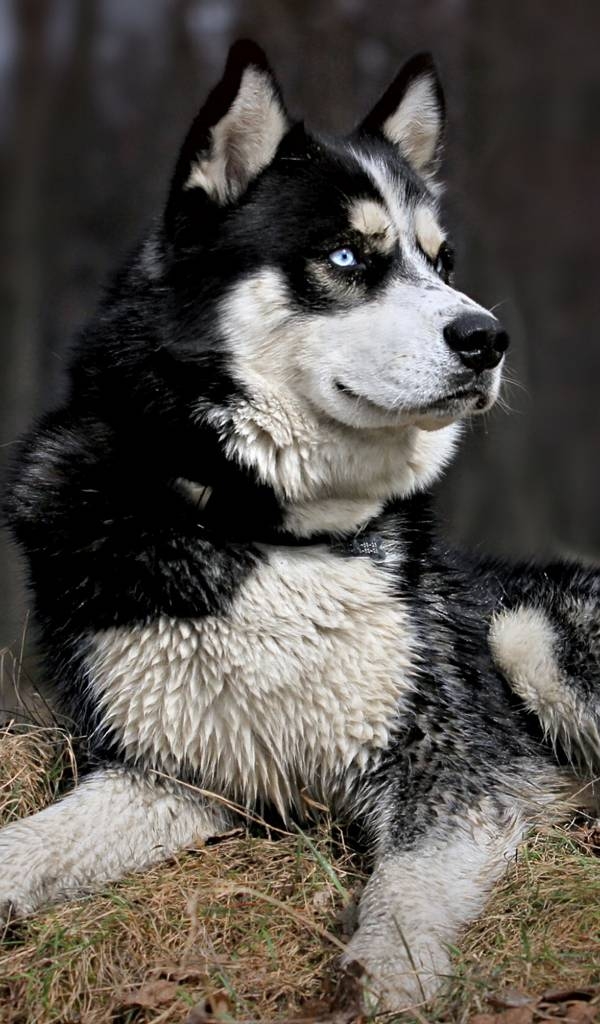Husky