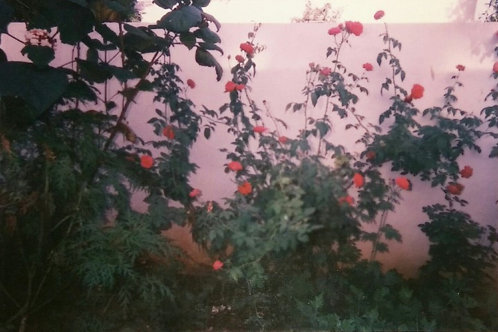 Rose's