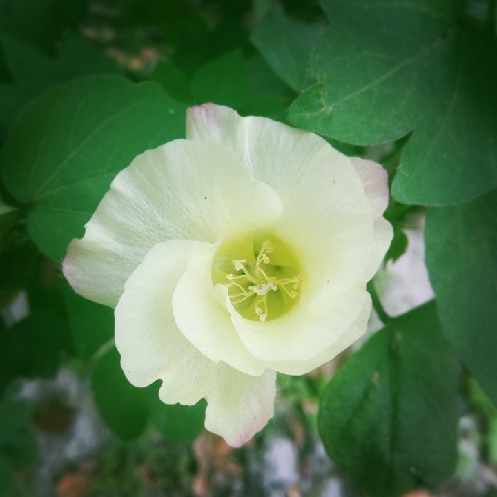 guess flower .....