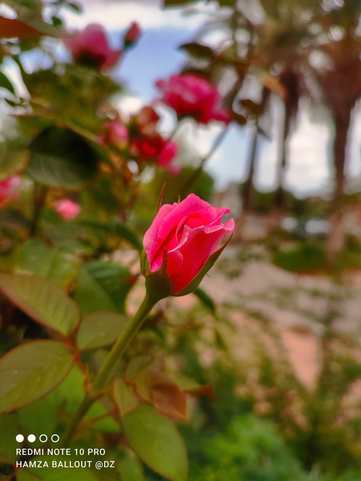 flower