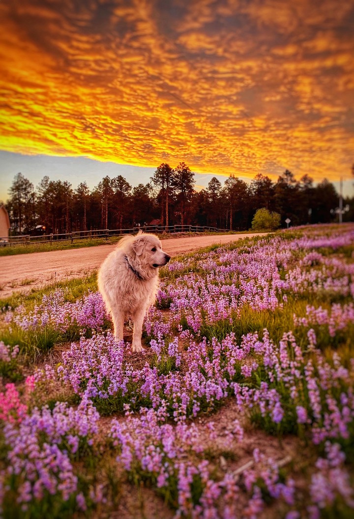Guardian on the Mountain