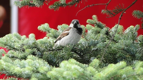 Birdy