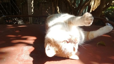 cat