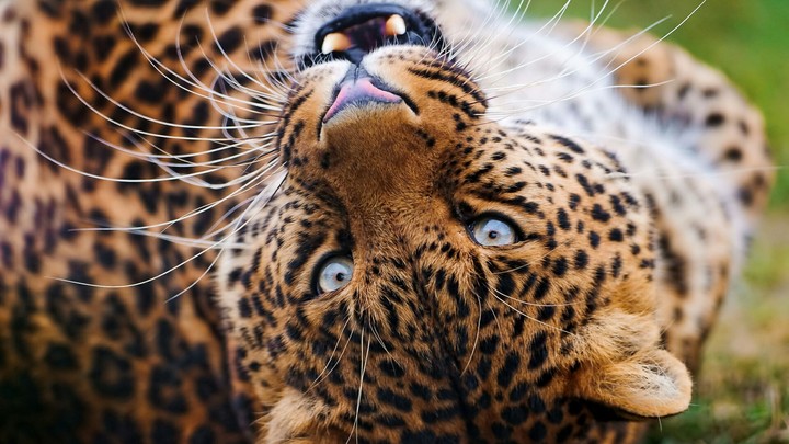 Leopard