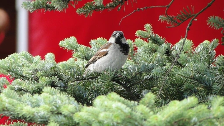 Birdy