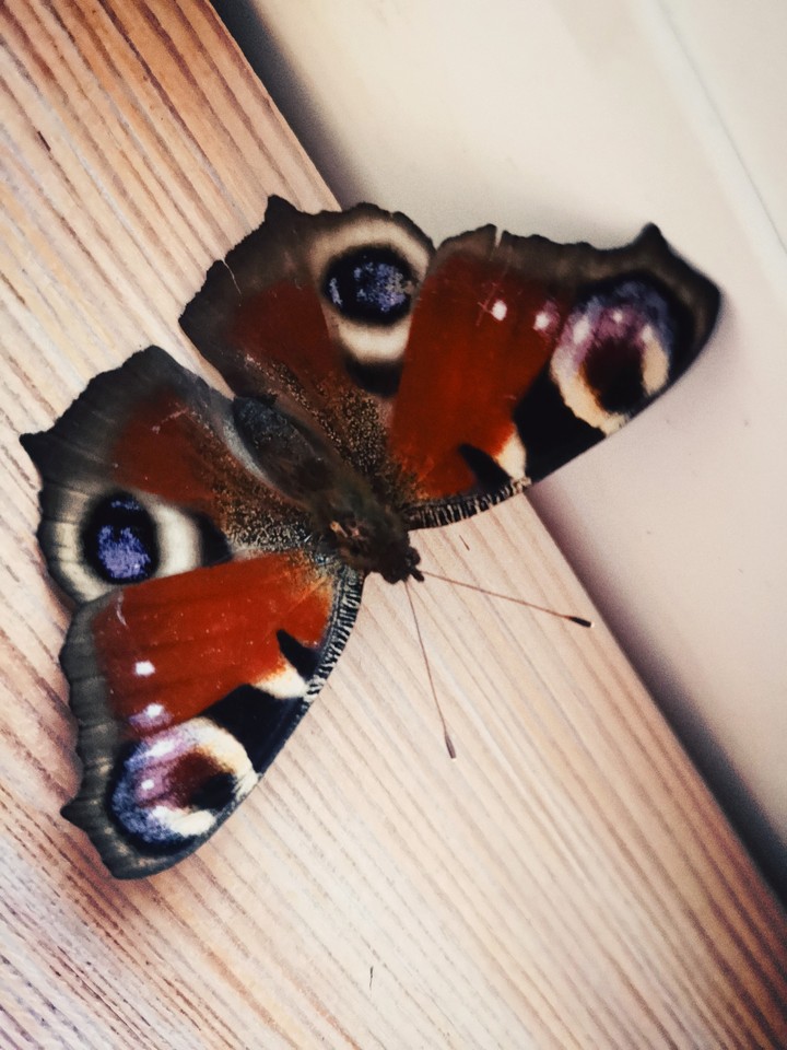 butterfly