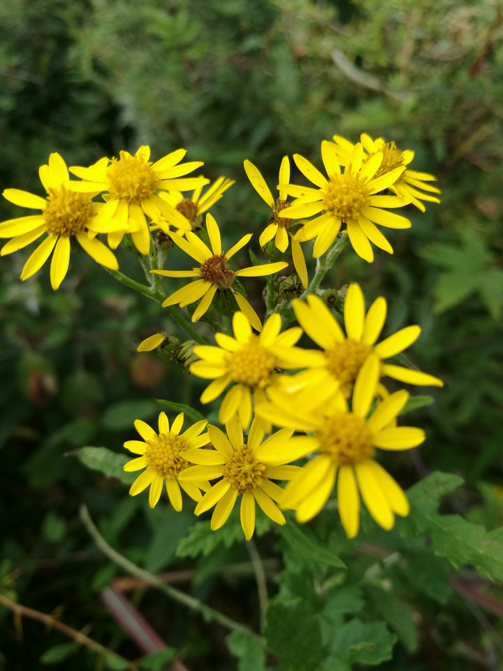 yellow flower