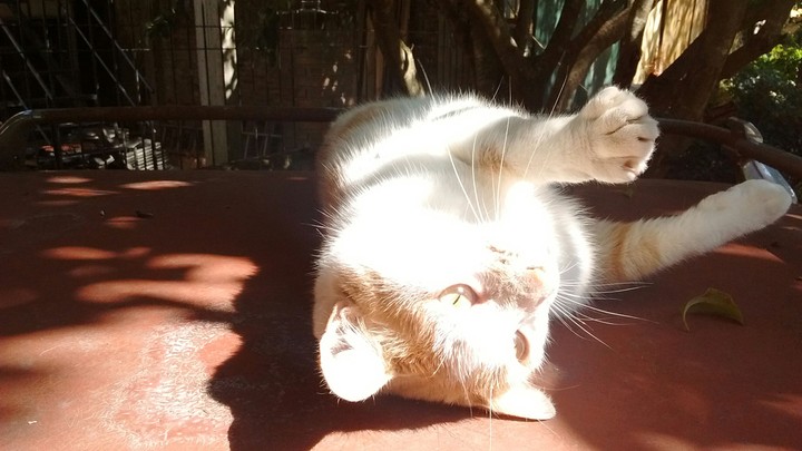 cat