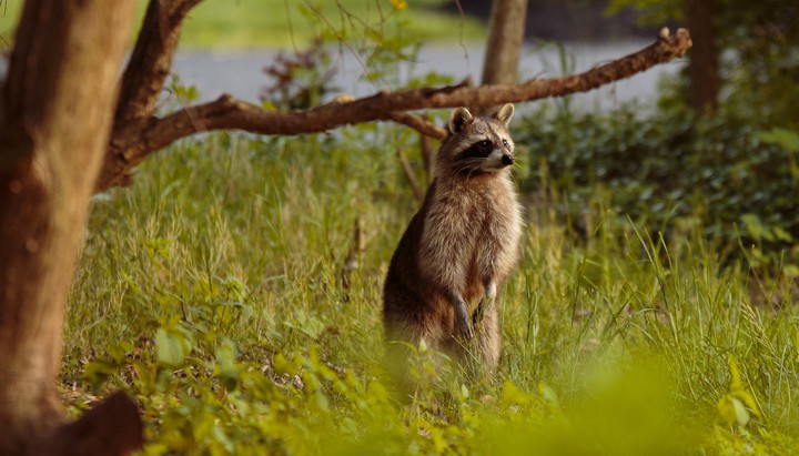 raccoon