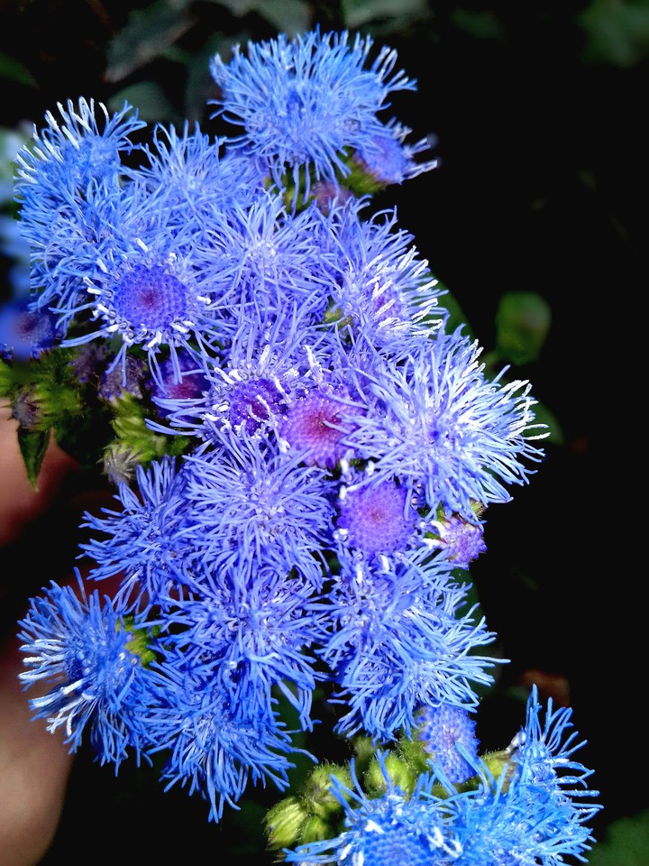 nature