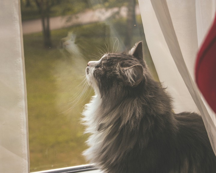 Gloomy Lion