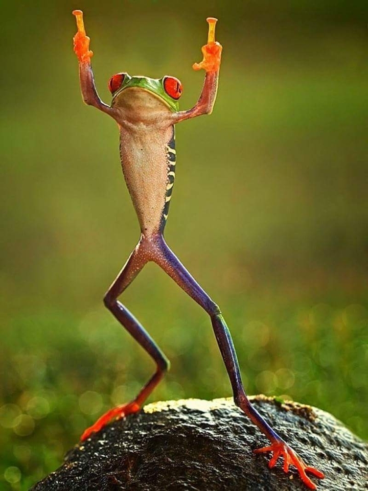 Animals acting