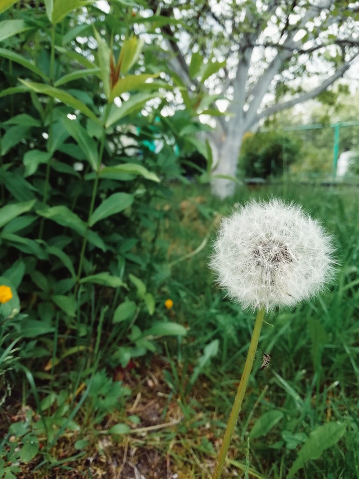 Dandelion