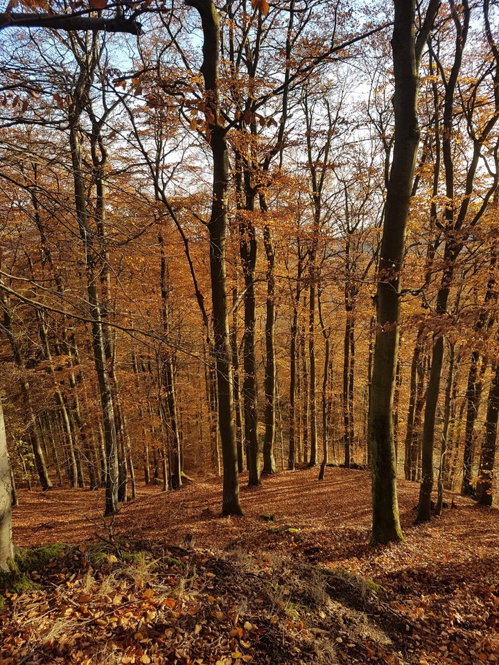 Herbst Wald