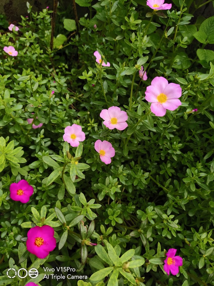 twin flowers