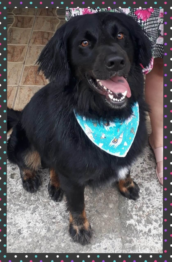 Cão preto