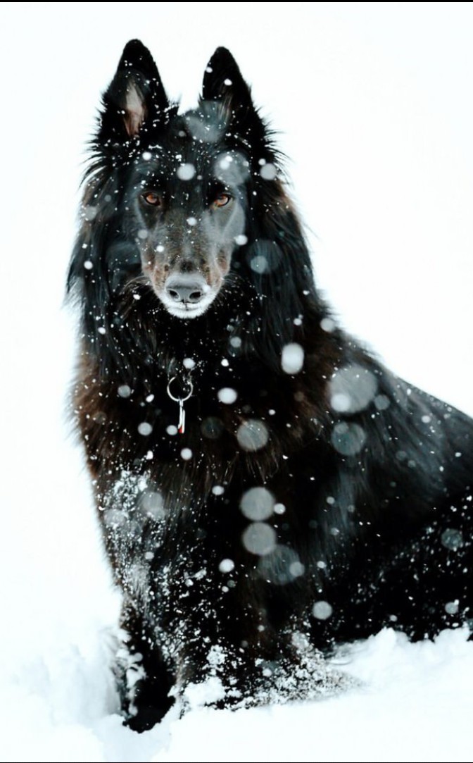 Black wolf