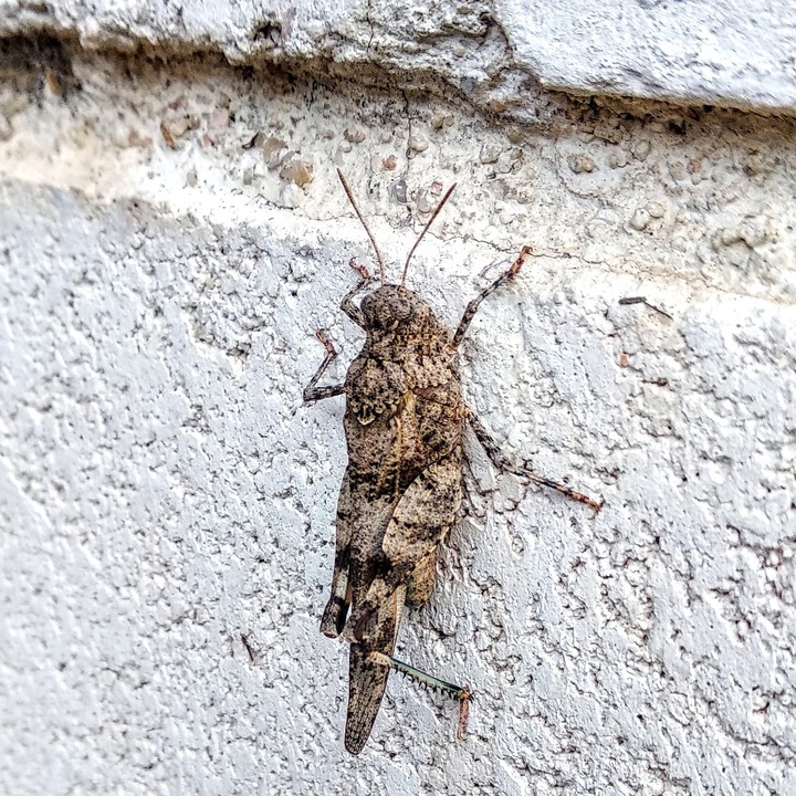 Saltamonte