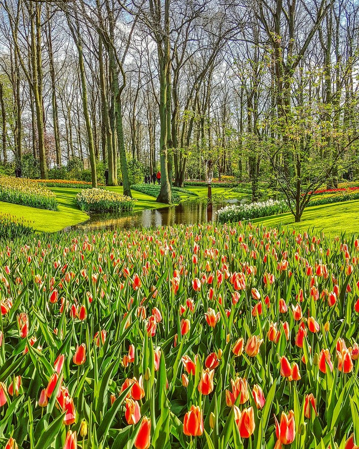 Tulips