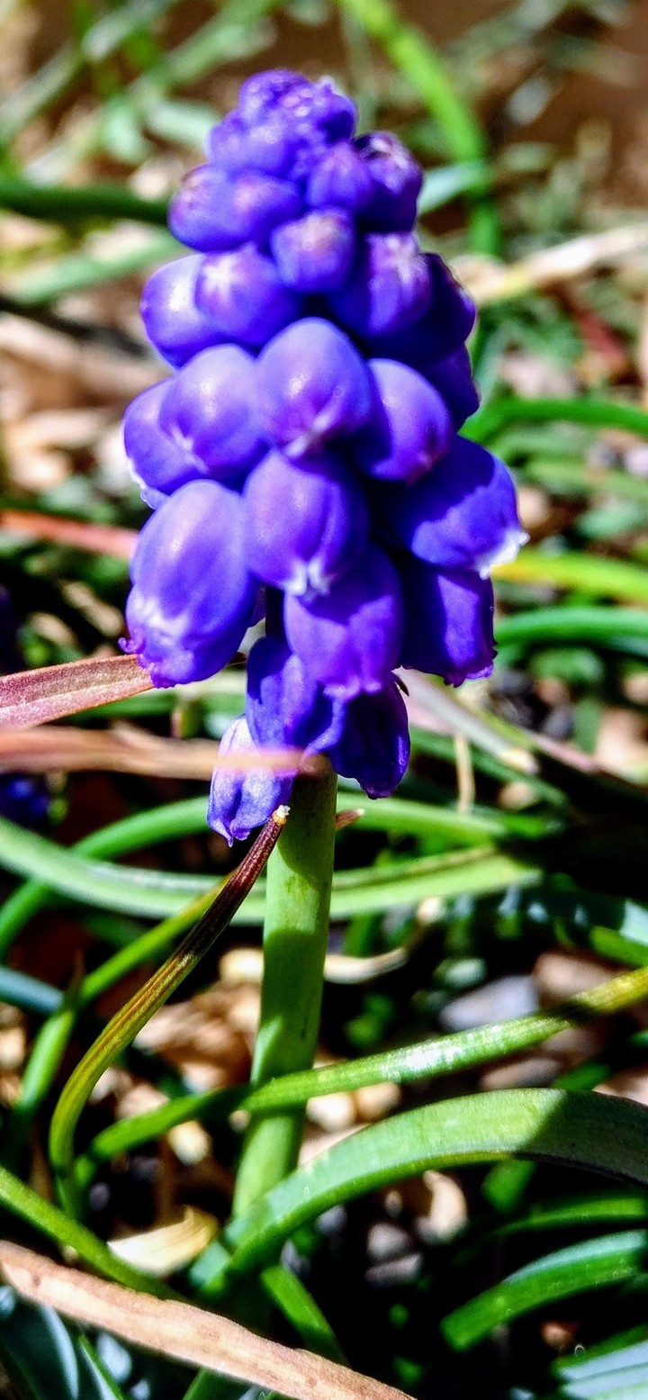 spring flowers