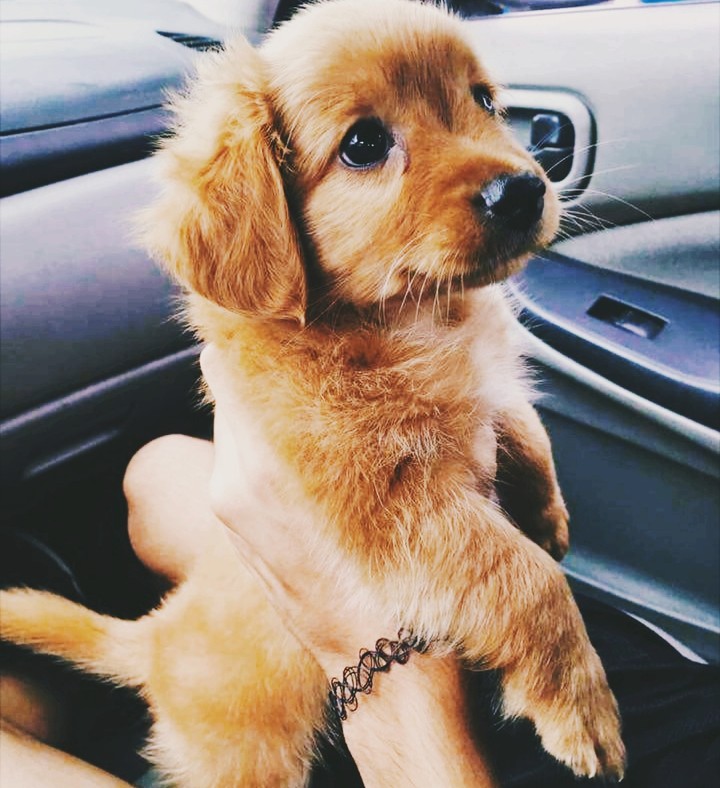 puppy