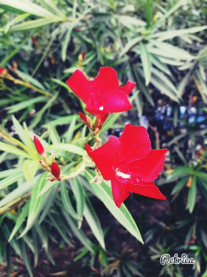 Red Flower