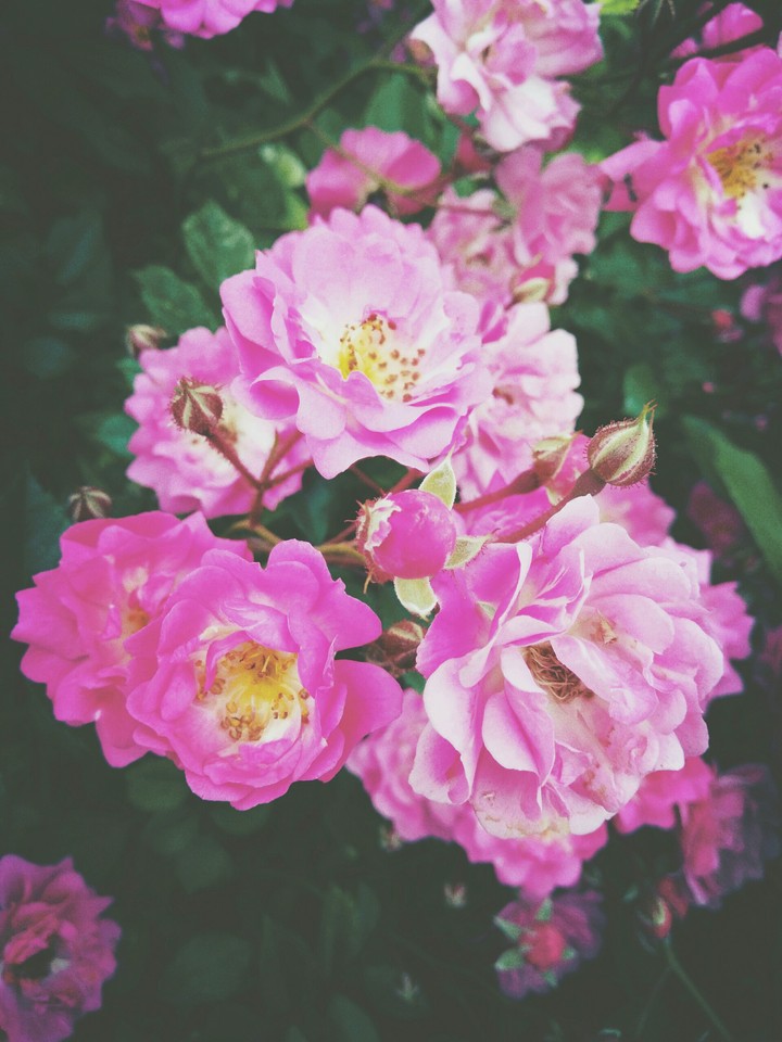 june roses