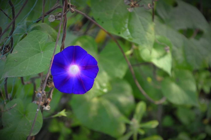 blue bloom