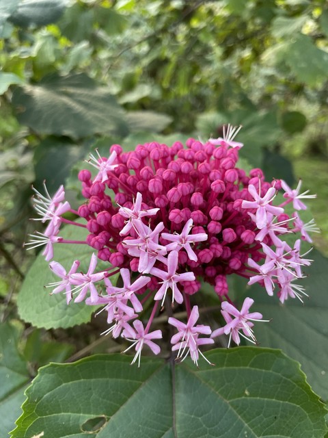 plants, wildflower वॉलपेपर