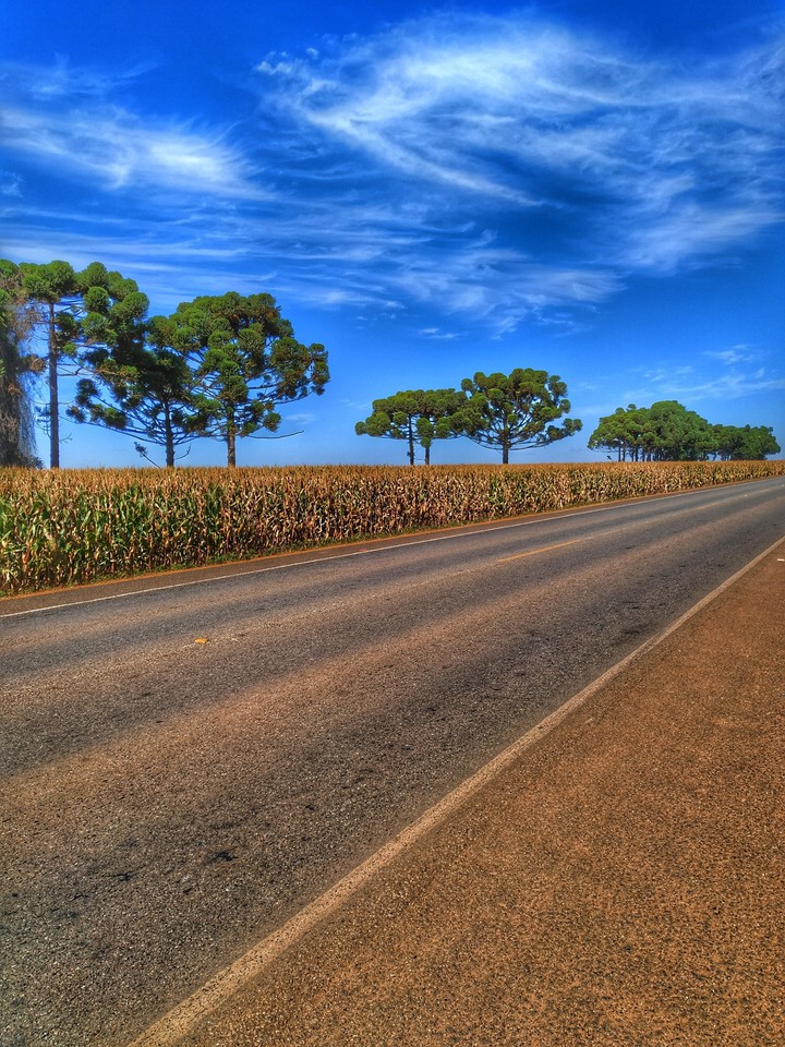 Cornfield road